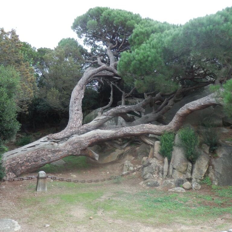 ביתו של גארבלדי באי סרדיניה, משחרר איטליה