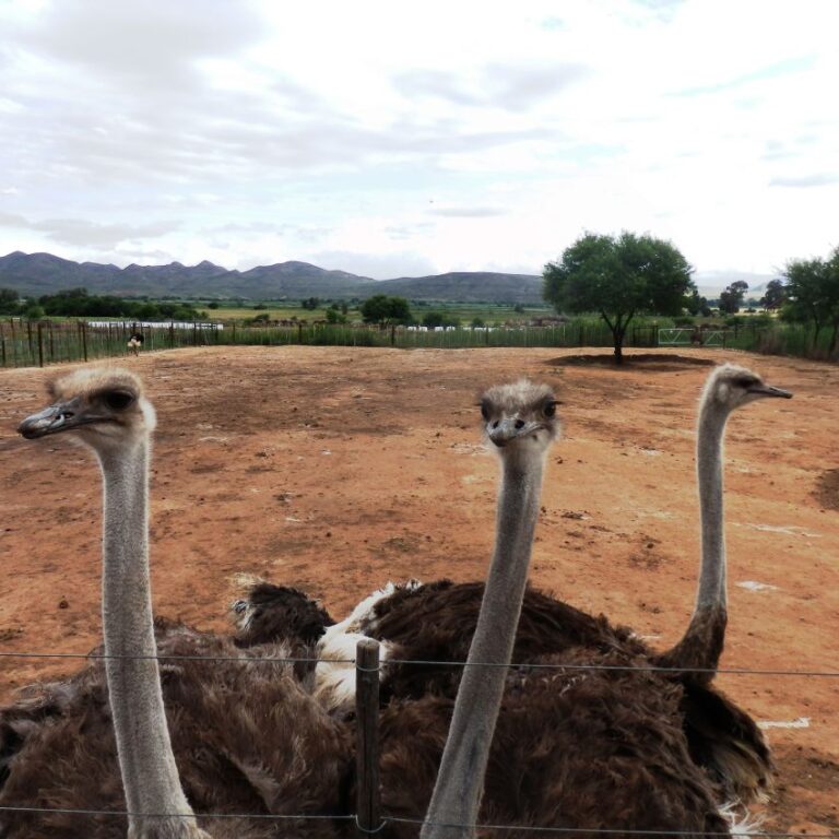 יענות סקרניות באות לבדוק את התיירות המזדמנותניעות סקרניות באות לבדוק את התיירות המזדמנות