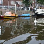 ברבור שורד בתעלות אמסטרדם