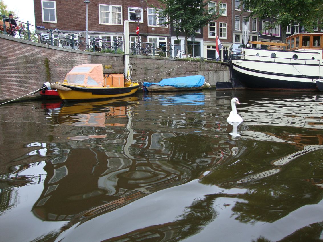 ברבור שורד בתעלות אמסטרדם