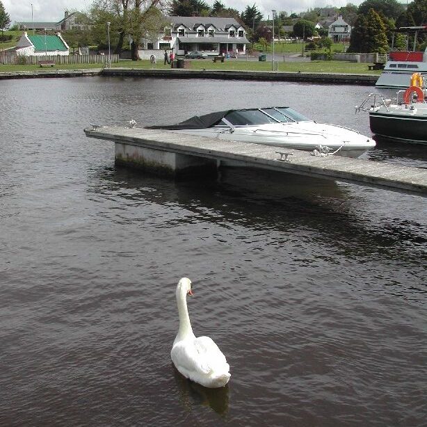 ברבור שליו על נוף אירי