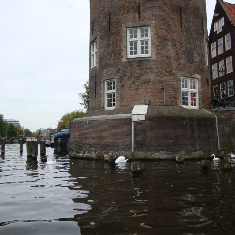 ברבורים נהנים בתעלות אמסטרדם