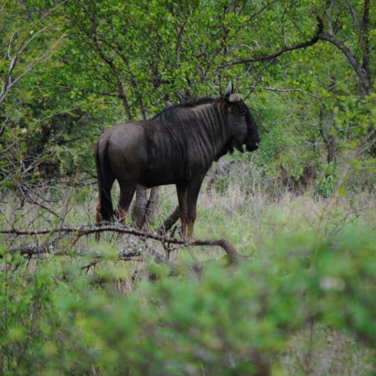 גאנו מסתתר בין השיחים