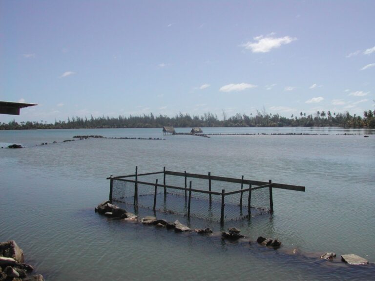 גידול פנינים מלאכותיות בטהיטי