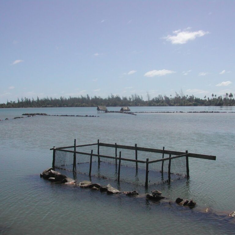 גידול פנינים מלאכותיות בטהיטי