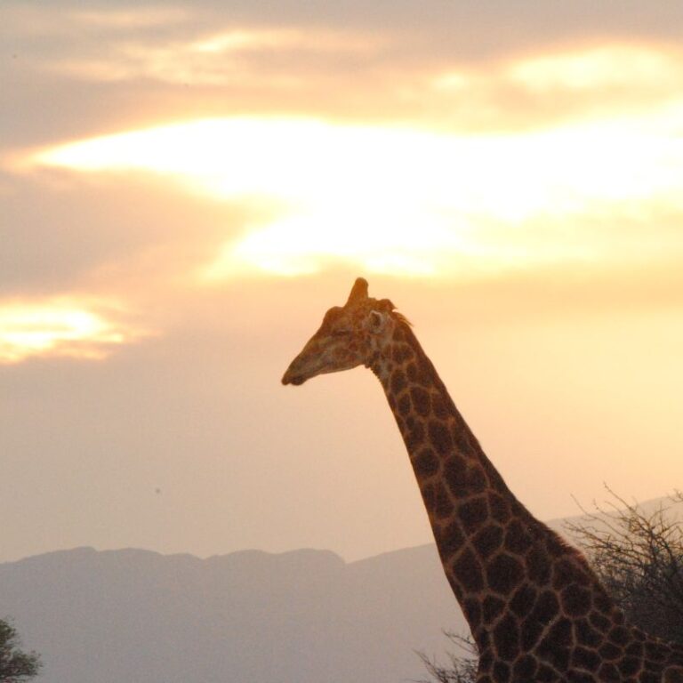 גיראף מתנשא לשמיים