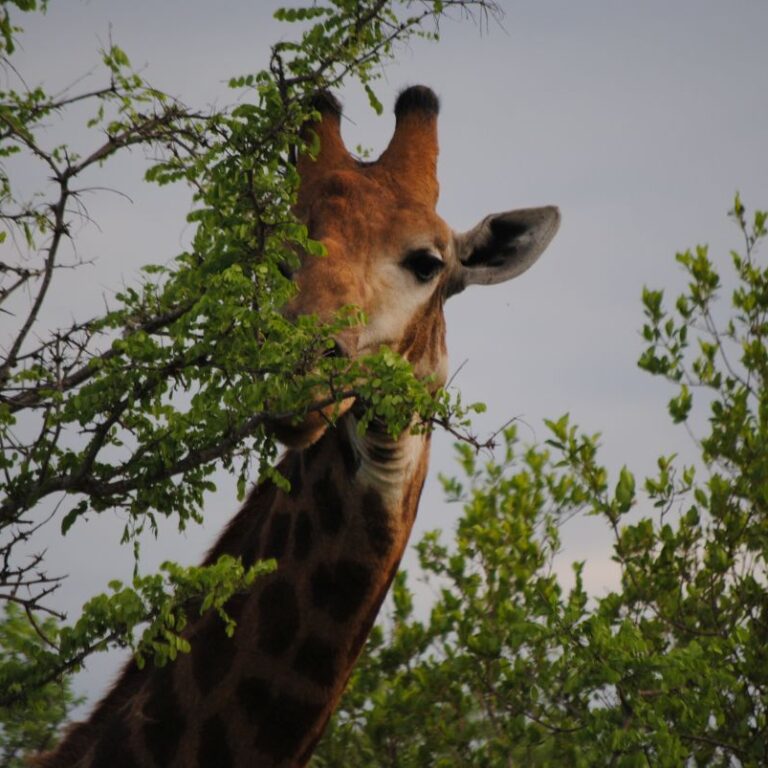 ג'ירפה ביישנית