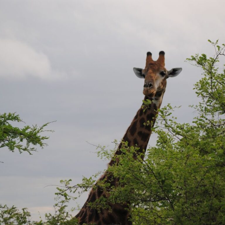 ג'ירפה מציצה מלמעלה-דרום אפריקה