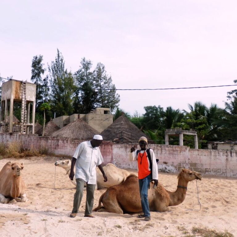 רכיבה על גמלים בדיונות של סנגל