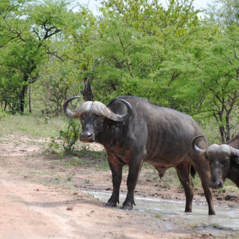 הבריונים ממתינים לאריות