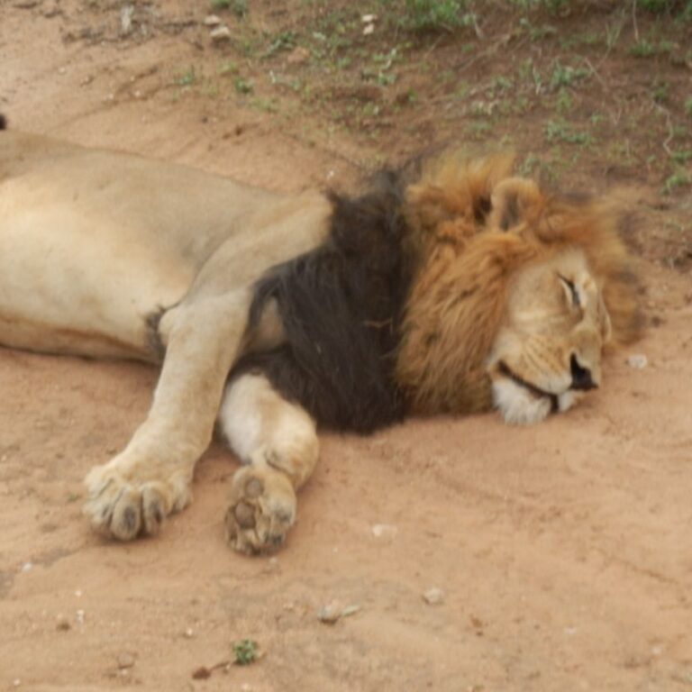 הגבר מנמנם אחרי הארוחה