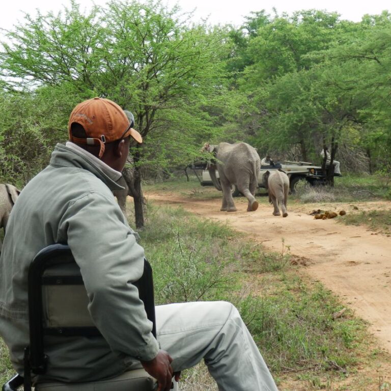 הגשש האפריקני בספארי