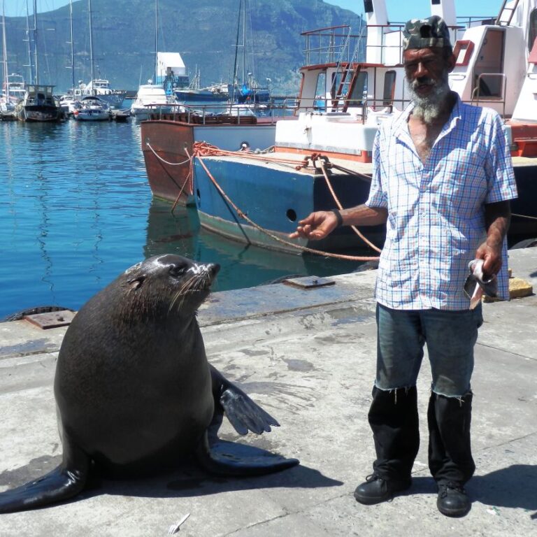 הדייג וחברו אריה הים במפרץ הויט בדרום אפריקה