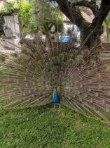 הטווס בחלקידיקי