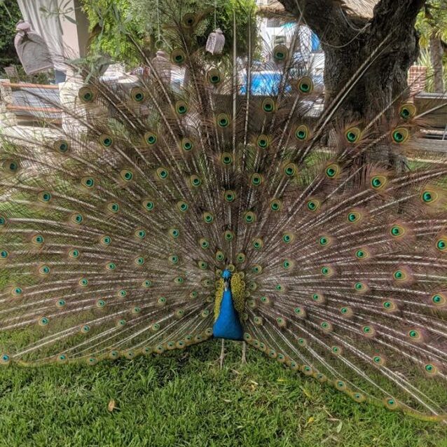 הטווס בחלקידיקי