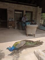 הטווס שכיכב במלון בו שהינו