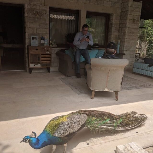 הטווס שכיכב במלון בו שהינו