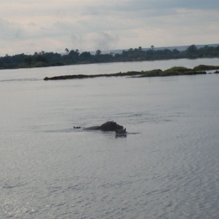 היפו מתבונן באורחים הבלתי קרואים