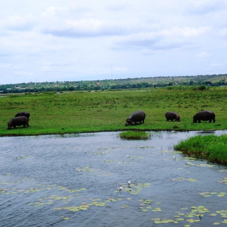 היפו רועים בשלווה על גדות נהר הזמבזי