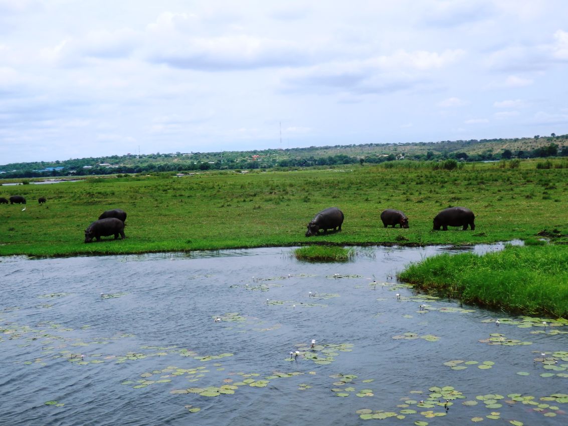 היפו רועים בשלווה על גדות נהר הזמבזי