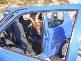 העז שנכסה אלינו לרכב ולא רצתה לצאת