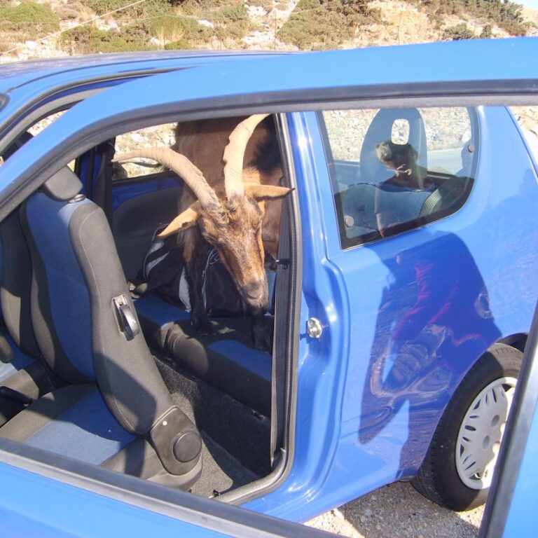 העז שנכסה אלינו לרכב ולא רצתה לצאת