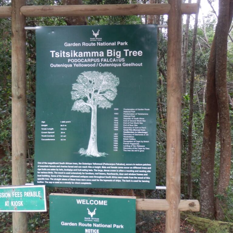 העץ הענק בצ'יציקמה