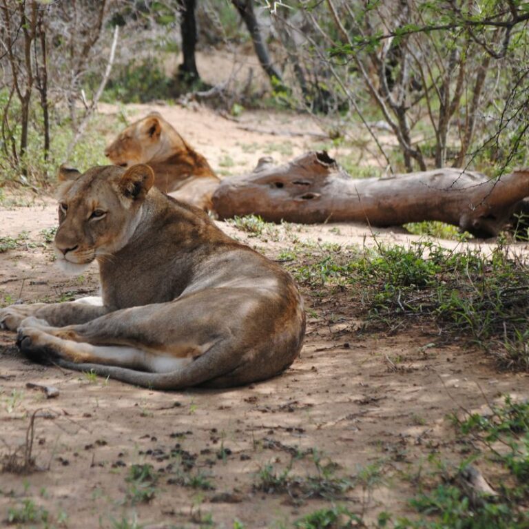 הציידות נחות והאריה ישן