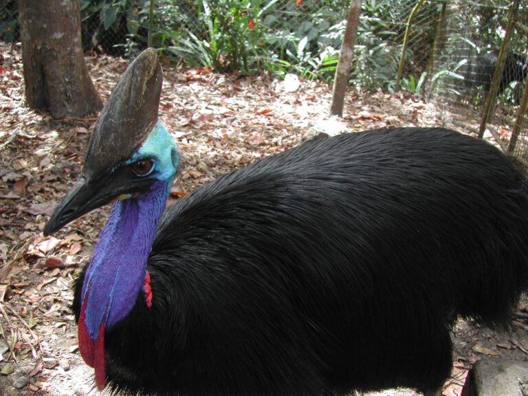 הציפור המסוכנת בעולם שתוקפת אנשים ללא אזהרה בפפואה