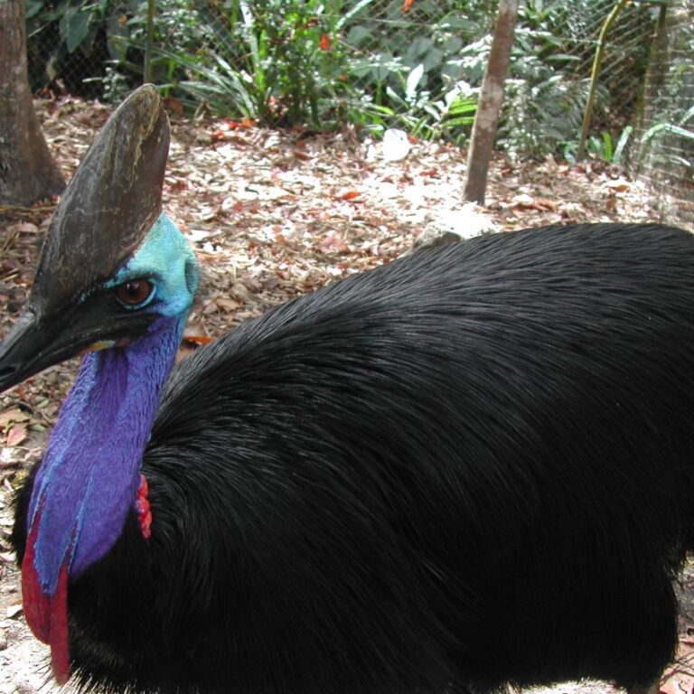 הציפור המסוכנת בעולם שתוקפת אנשים ללא אזהרה בפפואה