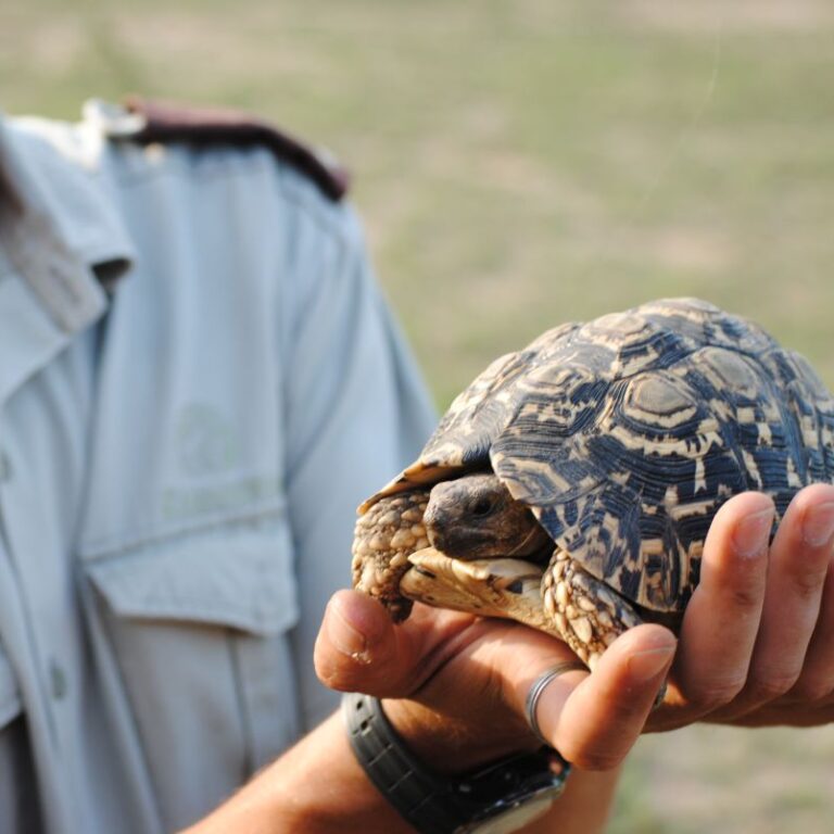 הרינג'ר עם הצב-דרום אפריקה