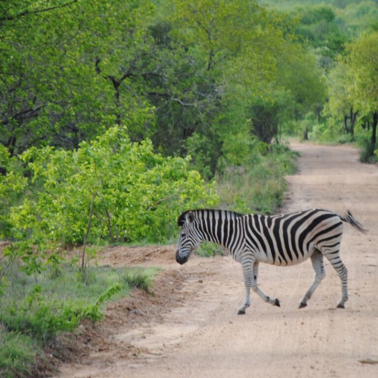 זברה בפארק, דרום אפריקה