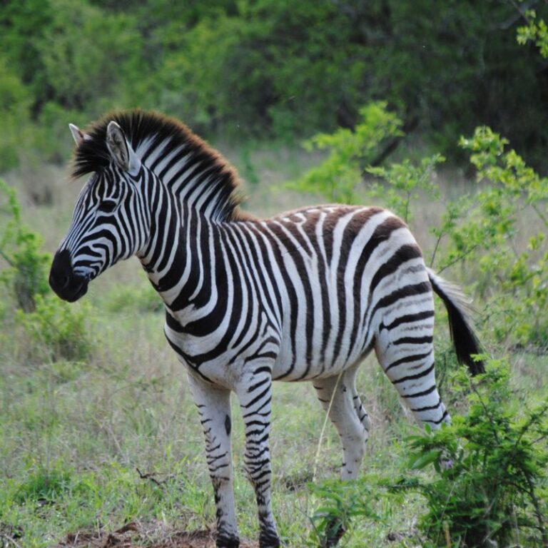 זברה מפוספסת באמנות