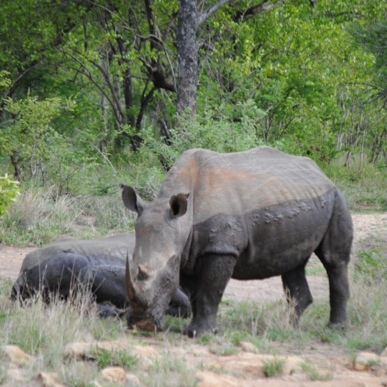 זוג קרנפים-דרום אפריקה