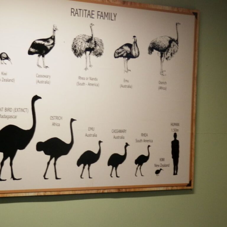 חווה בבעלות יהודית לגידול יענים