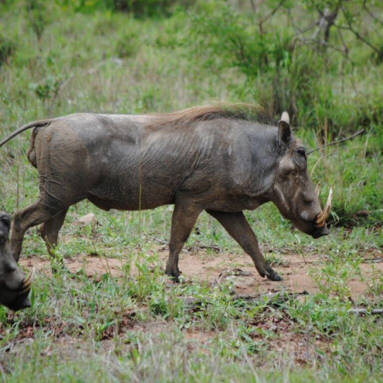 חזירי בר בטיול אחר הצהרים