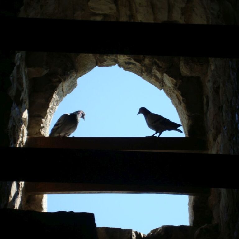 יונתי בחגווי הסלע