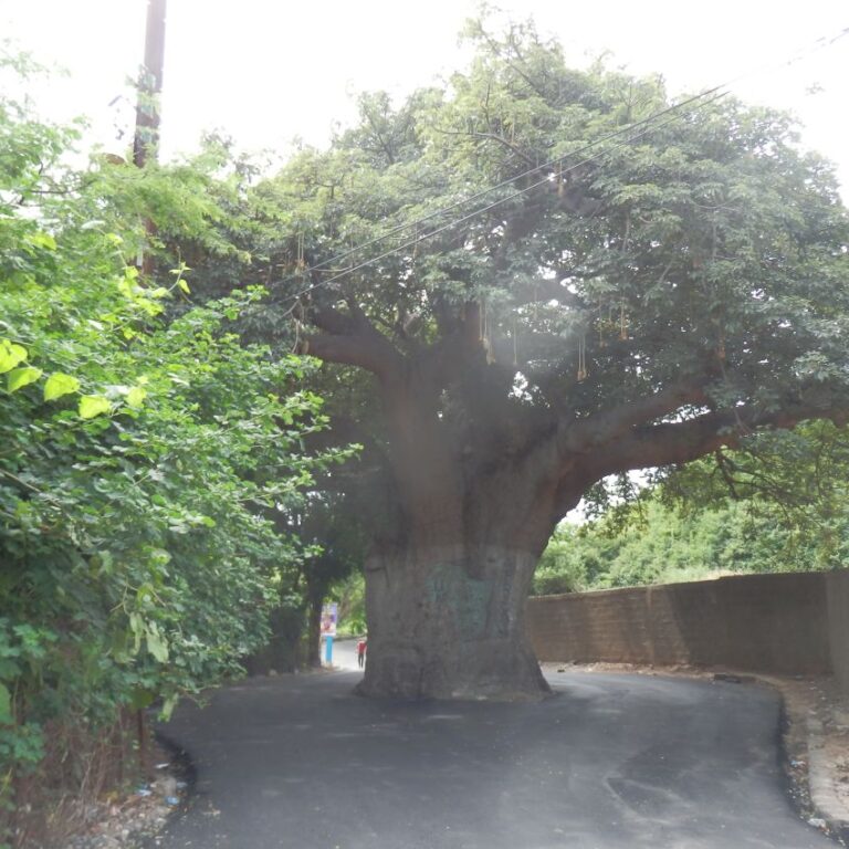 יש כבוד לעצים עתיקים