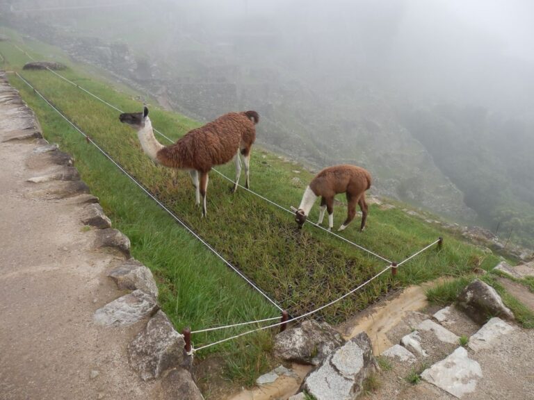לאמות על אם הדרך בפרו
