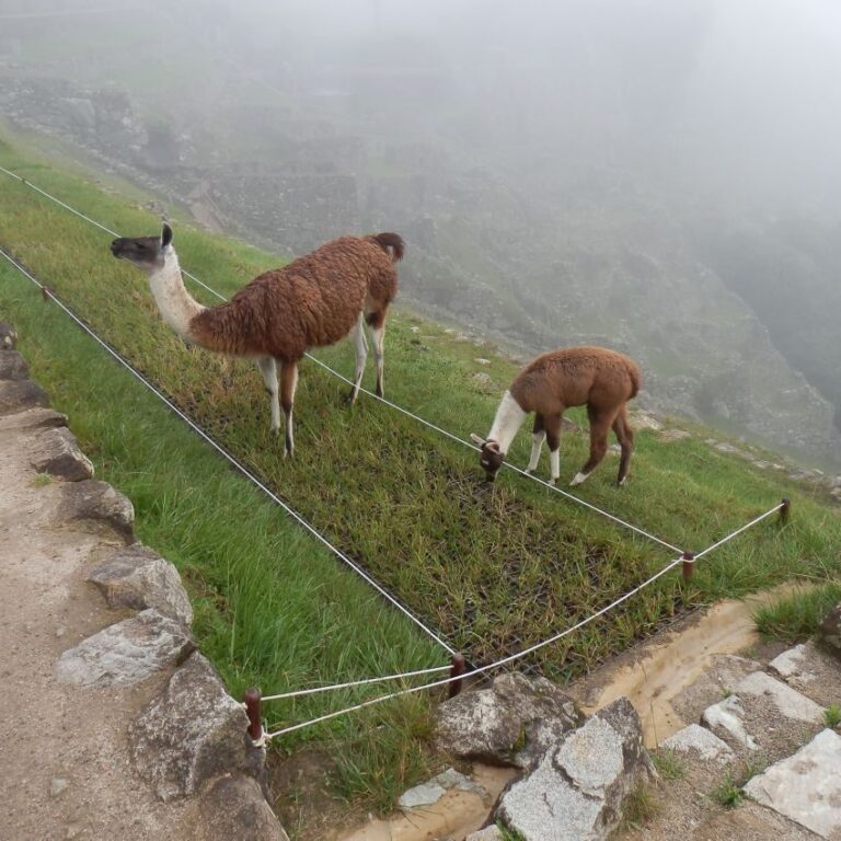 לאמות על אם הדרך בפרו