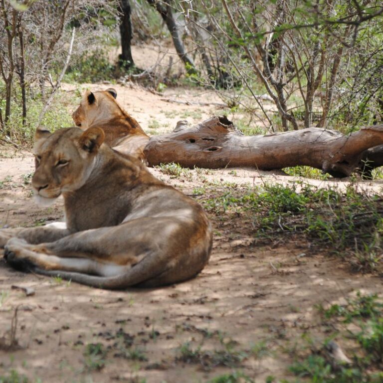 לביאות נחות בבופצואנה-דרום אפריקה