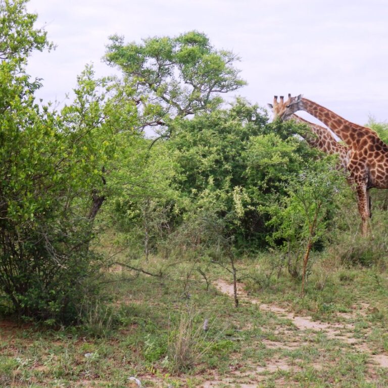 להפגש עם זוג ג'יראפות