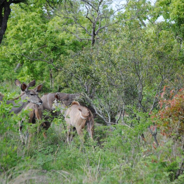 להקת קאדו-אנטילפות מגודלות מסתתרות בסבך
