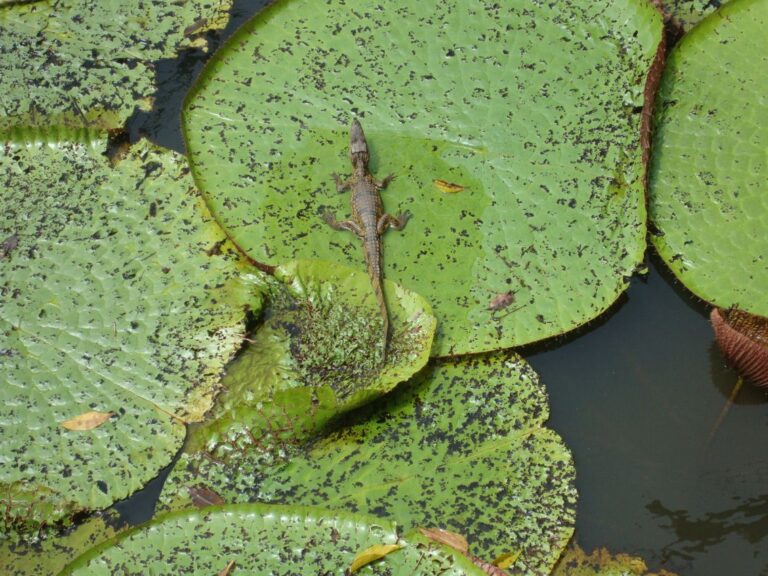 לטאה נחה על שושנת מים באמזונס