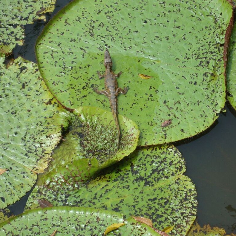 לטאה נחה על שושנת מים באמזונס