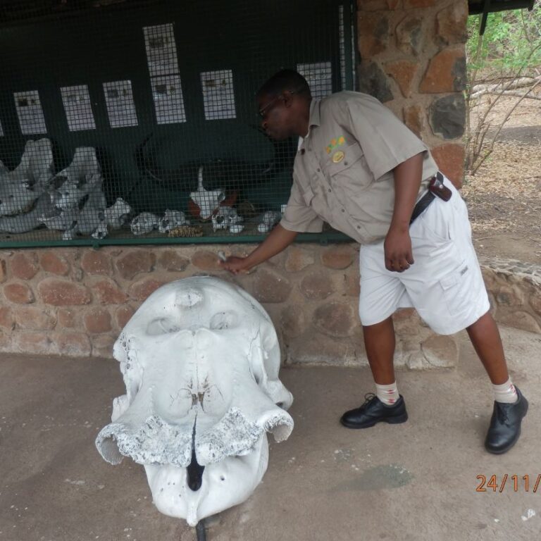 מדריך מקומי מדגים גולגולות של בעלי חיים שנצודו בבופטצ'ואנה