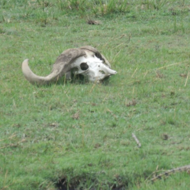 מה שנותר מבופאלו לאחר ארוחת צהרים של משפחת אריות