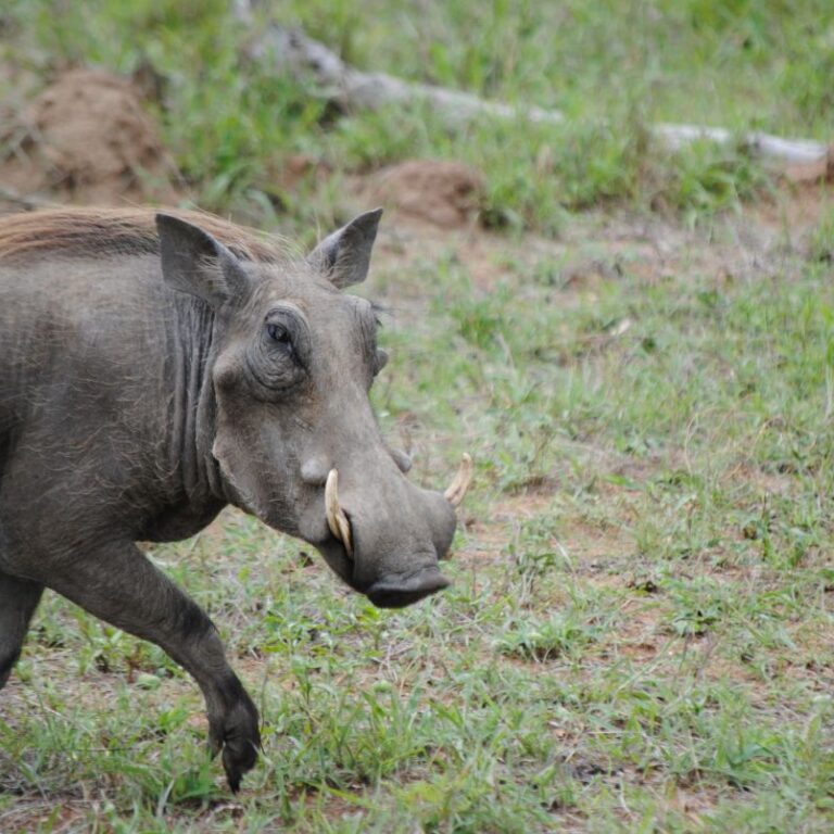 מיס פיגי בסגנון אפריקני-דרום אפריקה