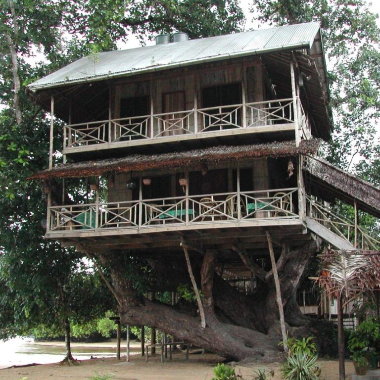 מלון פאר על עץ בפפואה