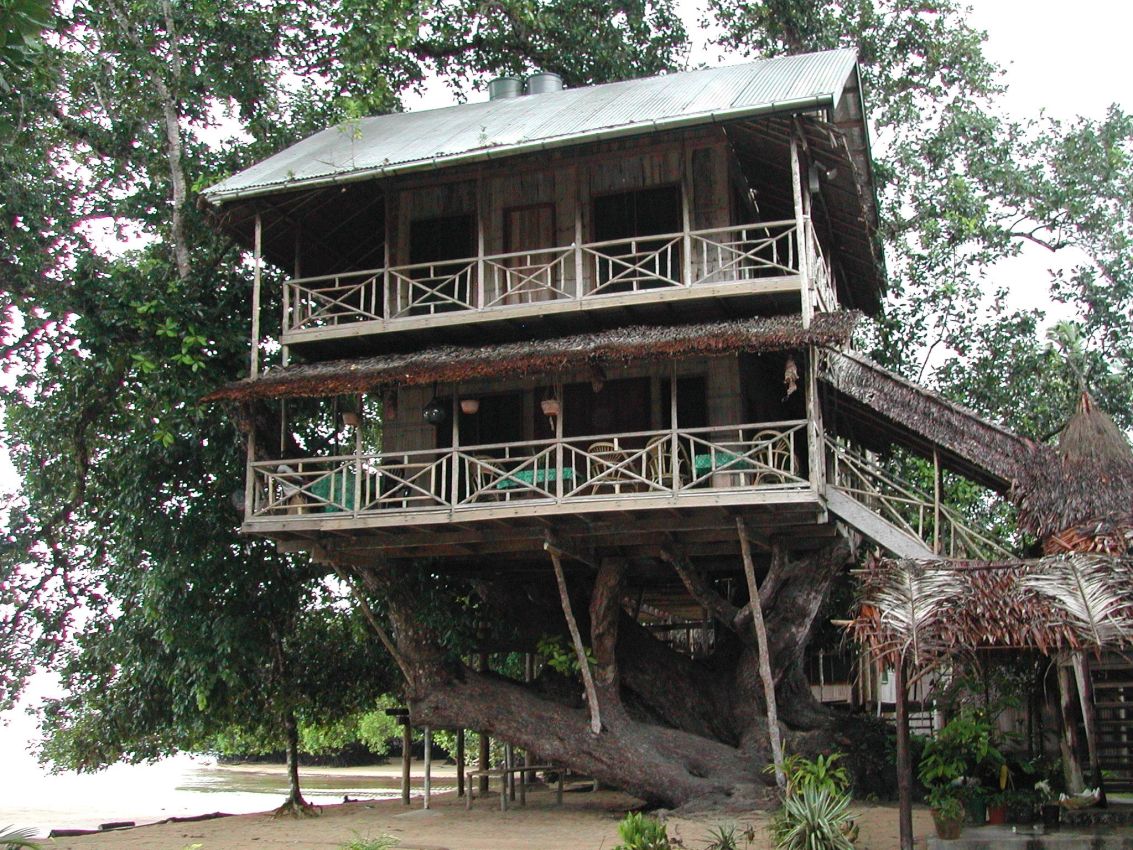מלון פאר על עץ בפפואה